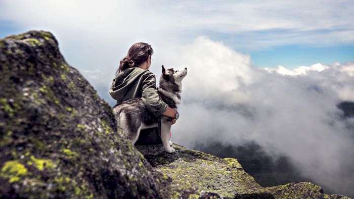 Kisah Seekor Anjing Selamatkan Seorang Pendaki yang Terluka