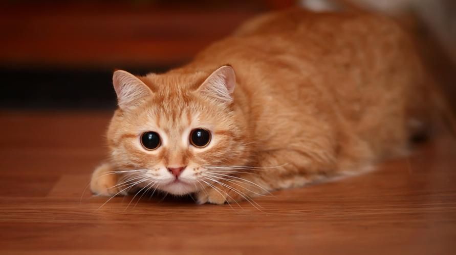Wajib Diketahui Cat Lovers, Ini 5 Tanda-tanda Kucing akan Melahirkan