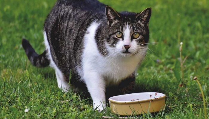 Catat! Ini 4 Bahaya Kucing Suka Makan Tikus