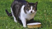 Catat! Ini 4 Bahaya Kucing Suka Makan Tikus