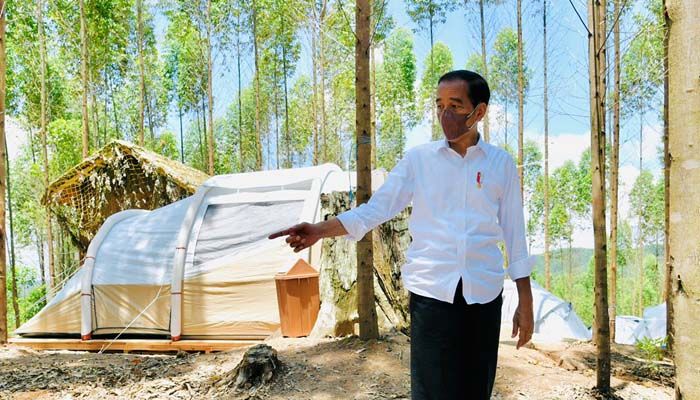 Tanam 34 Pohon Khas Indonesia, Presiden Jokowi Rancang IKN Nusantara Tak Rusak Hutan dan Alam