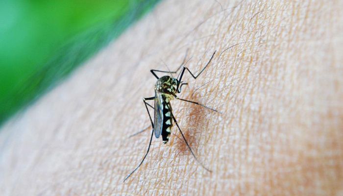 Selain Pakaian Warna Hitam, Ini Dia 8 Penyebab Orang Lebih Disukai Nyamuk