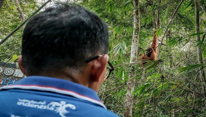 Cerita Sandiaga Uno Bertemu Orang Utan di Bukit Lawang Langkat Sumut 