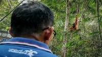 Cerita Sandiaga Uno Bertemu Orang Utan di Bukit Lawang Langkat Sumut 