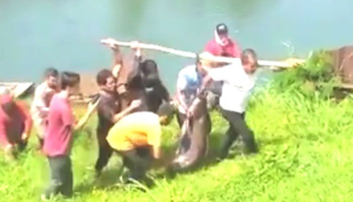 Viral! Warga Pancing Ikan Patin Raksasa di Danau Lido, Netizen Minta Dilepaskan