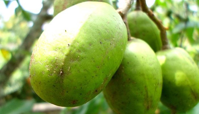 5 Manfaat Konsumsi Buah Kedondong untuk Kesehatan, Bisa Tingkatkan Imunitas