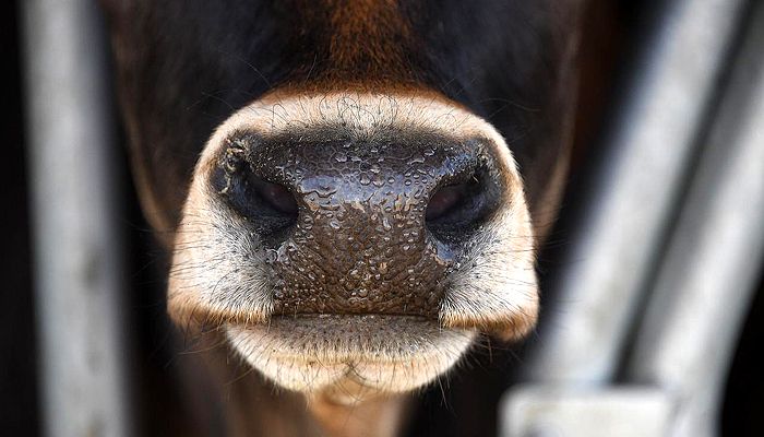 Seperti Ini Langkah Gercep Jabar Sikapi Wabah Penyakit Mulut dan Kuku Hewan Ternak