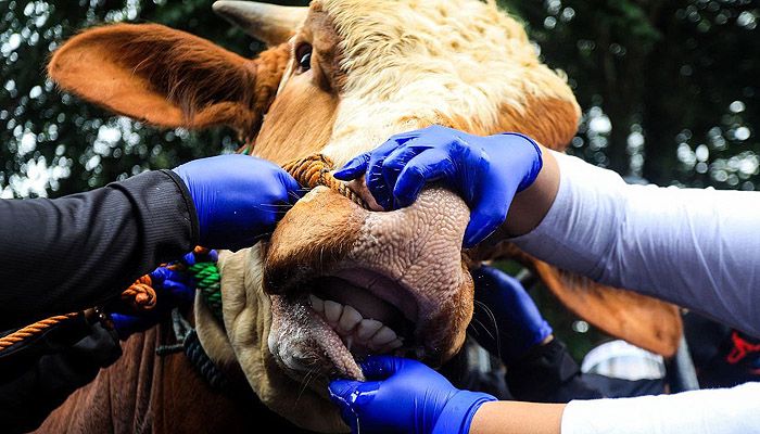 5 Ekor Sapi di Kota Bandung Positif Terinfeksi PMK