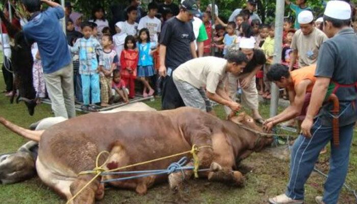 Panduan MUI Tentang Pelaksanaan Ibadah Kurban Saat Kondisi Wabah PMK