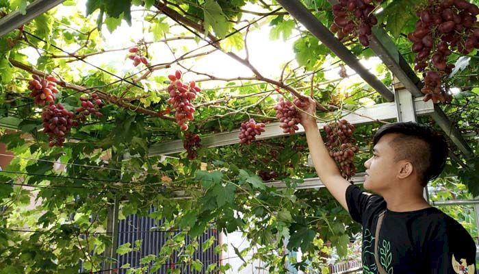 Pria Asal Desa Cipadung Bandung Kembangkan Bibit Anggur Import, Ini Dia Kisah Suksesnya