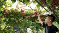 Pria Asal Desa Cipadung Bandung Kembangkan Bibit Anggur Import, Ini Dia Kisah Suksesnya