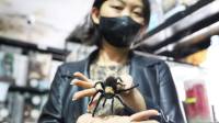 Kisah Sukses Wanita Bandung Bisnis Tarantula, 15 Kali Disengat Dapat Cuan hingga Rp20 Juta