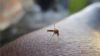 Nyamuk Lebih Suka Menggigit Orang Berbaju Hitam, Benarkah? Ini Dia Faktanya 