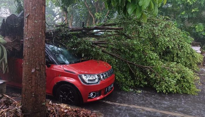 Cuaca Ekstrem, Pemkot Bandung Antisipasi Pohon Tumbang dan Siap Santuni Korban