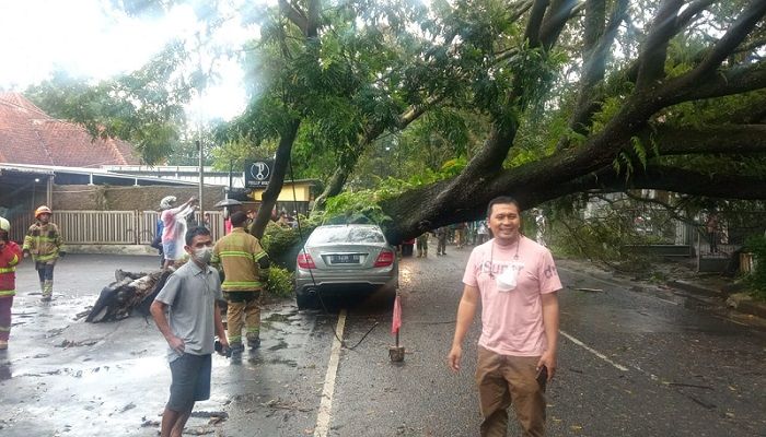 Antisipasi Pohon Tumbang, Pemkot Bandung Pangkas 2.532 Pohon dan 59 Ditebang