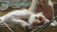 Diskar PB Kota Bandung Ajak Warga Tak Termakan Hoaks Terkait Video Monyet Turun ke Permukiman