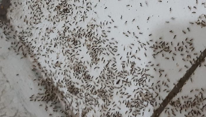Cara Mengusir Semut Bandel di Rumah, Tak Perlu Repot Cukup dengan Bahan Alami Ini