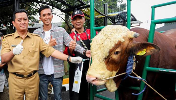 Sapi Limosin Pesanan Presiden Jokowi Dibeli dari Peternakan Cibiru Bandung, Beratnya Sampai 1 Ton Lebih