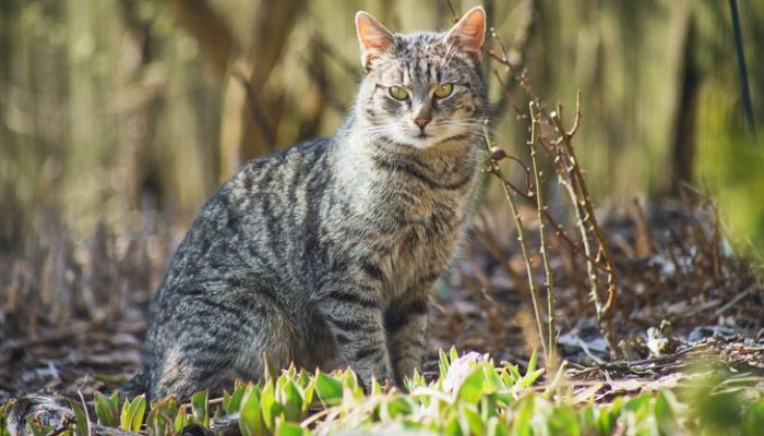 Kesal Halaman Rumah Sering Dipakai Kucing Liar Buang Air Besar, Segera Lakukan Cara Ini Untuk Mencegahnya