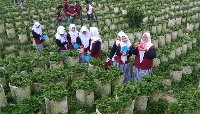 Siswa Darul Hikam Dago Giri, Ikuti Program Belajar Langsung di Alam di Perkebunan Teh Ciwidey 