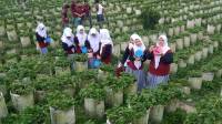 Siswa Darul Hikam Dago Giri, Ikuti Program Belajar Langsung di Alam di Perkebunan Teh Ciwidey 