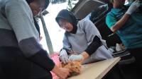 DKPP Kota Bandung Gelar Vaksin Rabies dan Sterilisasi Kucing Liar, Catat Tanggal dan Syaratnya 