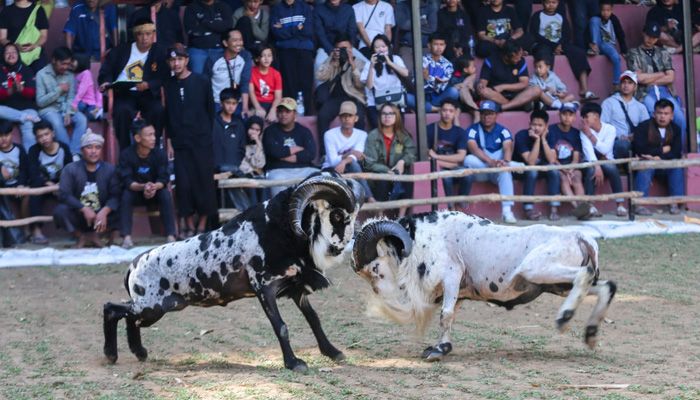 Meriah, Masyarakat Apresiasi Gelaran Adu Domba Wali Kota Bandung Cup 2024