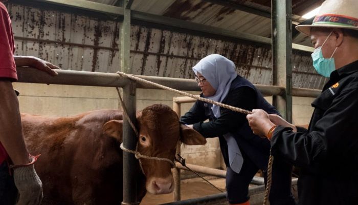 DKPP Kota Bandung Gerak Cepat Vaksin 500 Sapi Cegah Penularan PMK