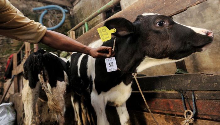 Jelang Iduladha, DKPP Komitmen Pastikan Keamanan Hewan Kurban di Kota Bandung