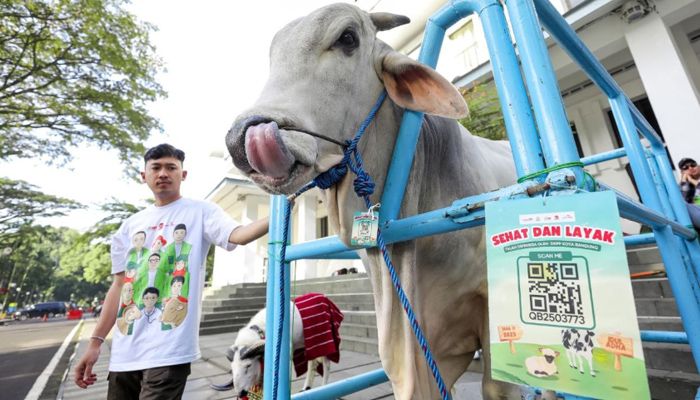 Begini Cara Pilih Hewan Kurban yang Sehat dan Bersertifikat 