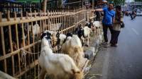 Pemkot Bandung Tegas, Larang Pedagang Hewan Kurban Berjualan di Trotoar