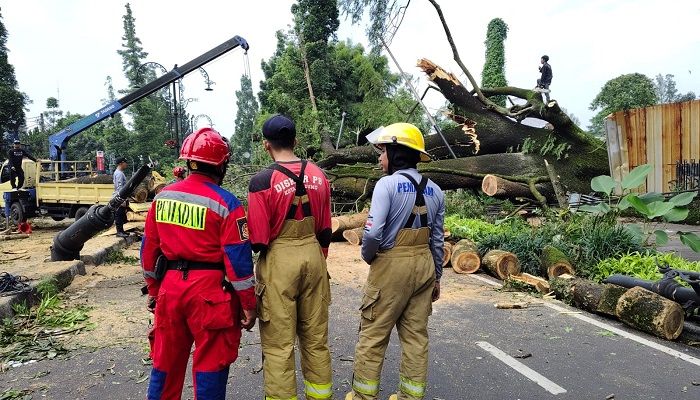 Pohon Besar di Jalan Dago Tumbang, Tiga Orang Terluka