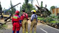 Pohon Besar di Jalan Dago Tumbang, Tiga Orang Terluka