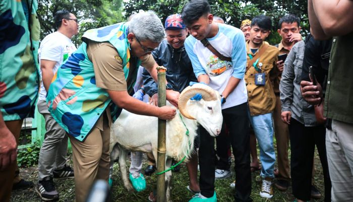 Jelang Hari Raya Iduladha, Wali Kota Bandung Turun Langsung Tinjau Pemeriksaan Ante Mortem Hewan Kurban