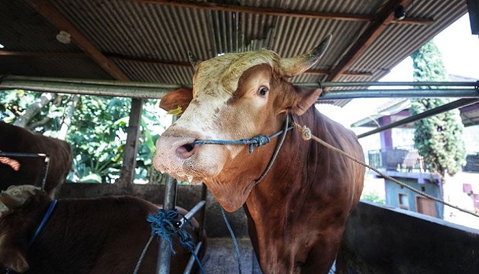 Juara! Sapi Kurban Asal Kota Bandung Jadi Pilihan Presiden Lima Tahun Beruntun