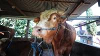 Juara! Sapi Kurban Asal Kota Bandung Jadi Pilihan Presiden Lima Tahun Beruntun