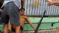 Viral, Lurah Medan Timur Jatuh ke Parit Didorong Warga saat Bongkar Polisi Tidur 