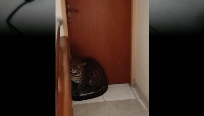 Ketika Macan Tutul Menyelinap ke Kota: Kisah Evakuasi di Pagi Bandung