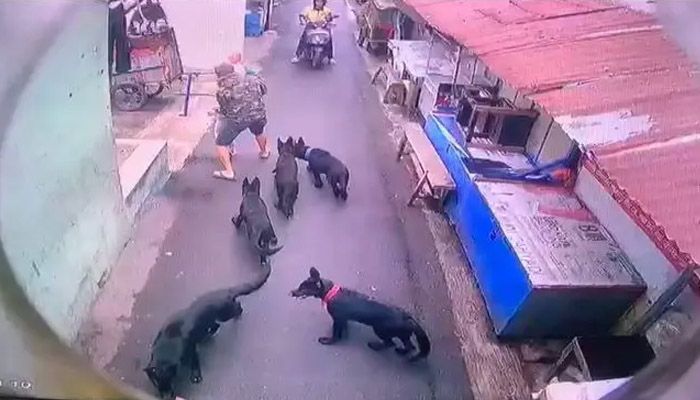 Dari Mediasi hingga Observasi, Ini Langkah Pemkot Bandung Tangani Serangan Anjing di Warung Muncang