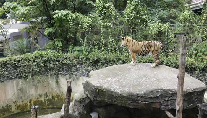 Dua Anak Harimau Mati, Pemkot Bandung Benahi Pengelolaan Kebun Binatang