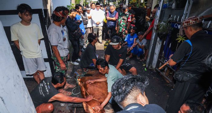 Sapi Kurban dari Wali Kota Bandung Bawa Kebahagiaan bagi Warga Cicadas