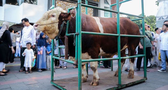Fakta Menarik 'Sheva', Sapi Kurban Presiden Prabowo yang Disembelih di Bandung