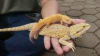 Komunitas Reptil Bandung Gencarkan Edukasi, Ubah Stigma Masyarakat terhadap Reptil