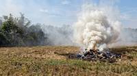 Risiko Bakar Jerami Setelah Panen, Bisa Picu Kebakaran hingga Ganggu Kesehatan