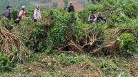 Viral Perusakan Kebun Teh Pangalengan, 5.000 Pohon Rusak hingga Polisi Tangani Laporan Silang